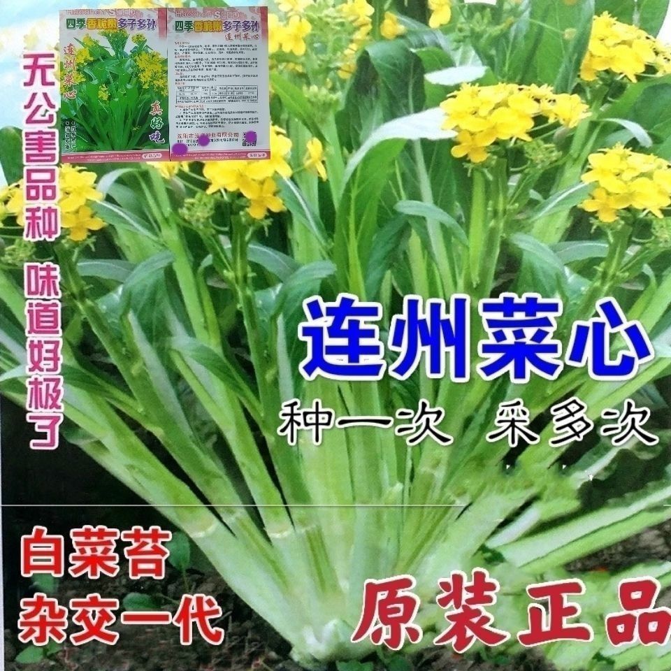 连州甜菜心种籽多芽甜菜心增城迟菜心油菜苔高脚菜心四季播蔬菜