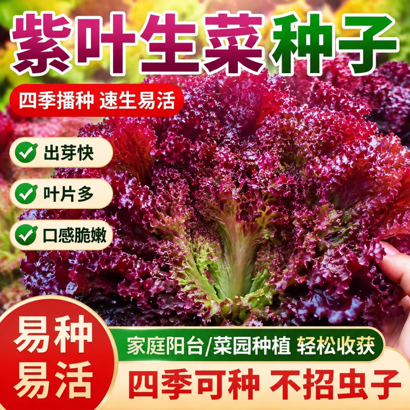 紫叶生菜种子春季播种红色蔬菜种