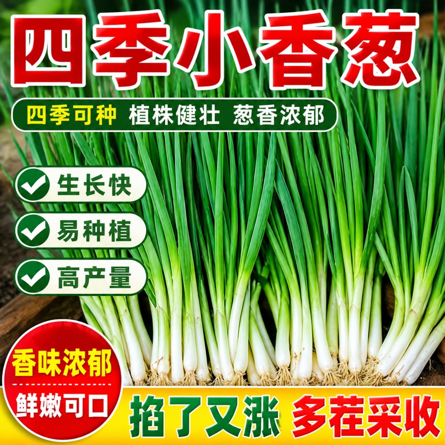 四季小香葱种子老品种葱种籽