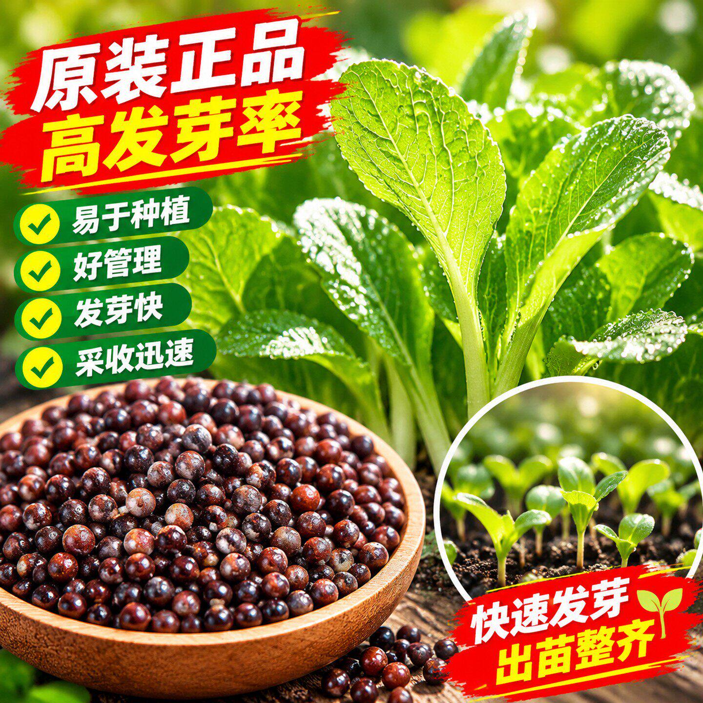 鸡毛菜菜籽种四季上海鸡毛菜种子20天速生小白菜阳台盆栽青菜种孑