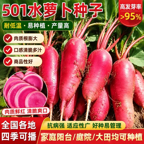 老不糠501水萝卜种子春秋四季种农家庭院蔬菜种孑红皮水萝卜种籽