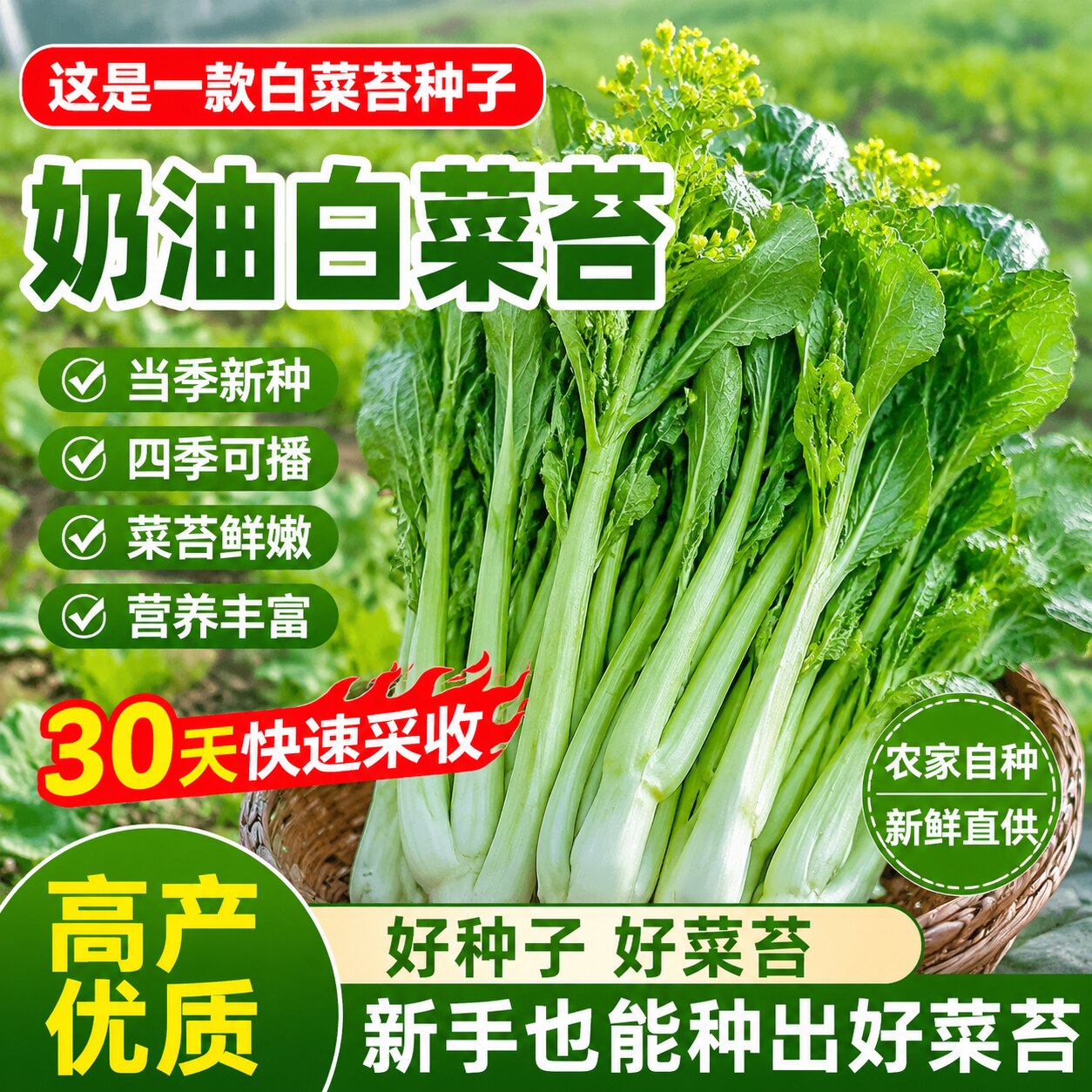 奶油白菜苔种子四季阳台盆栽蔬菜耐热耐寒菜薹懒人易种菜心青菜籽