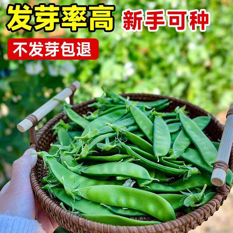 荷兰豆种子籽大荚青豆软荚豌豆种子春秋四季阳台庭院蔬菜种子大全