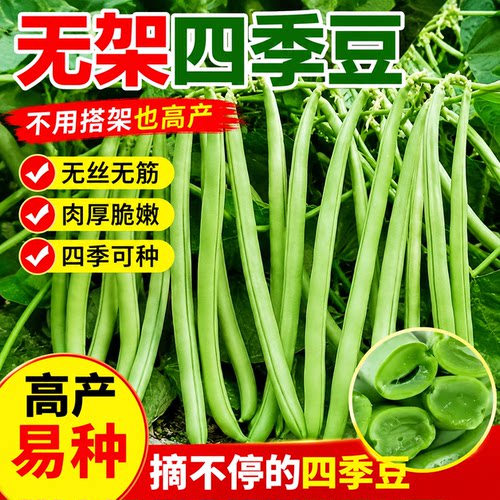 四季豆种子无架早熟地豆豆角种子矮生不用搭架可盆栽蔬菜芸豆种子