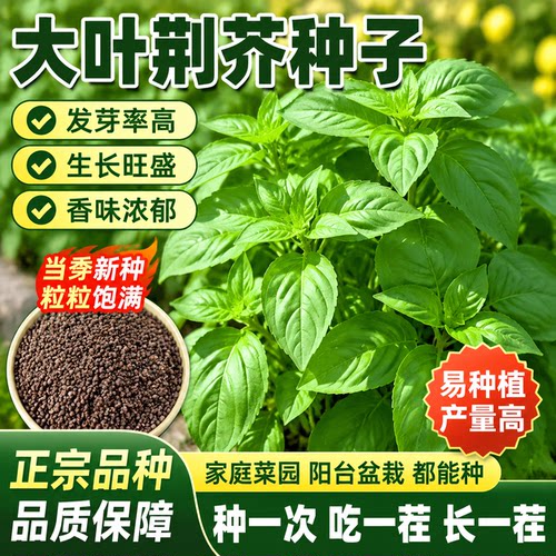 荆芥种子大叶河南罗勒种孑春秋菜籽种大全四季苋菜汉菜种籽蔬菜种