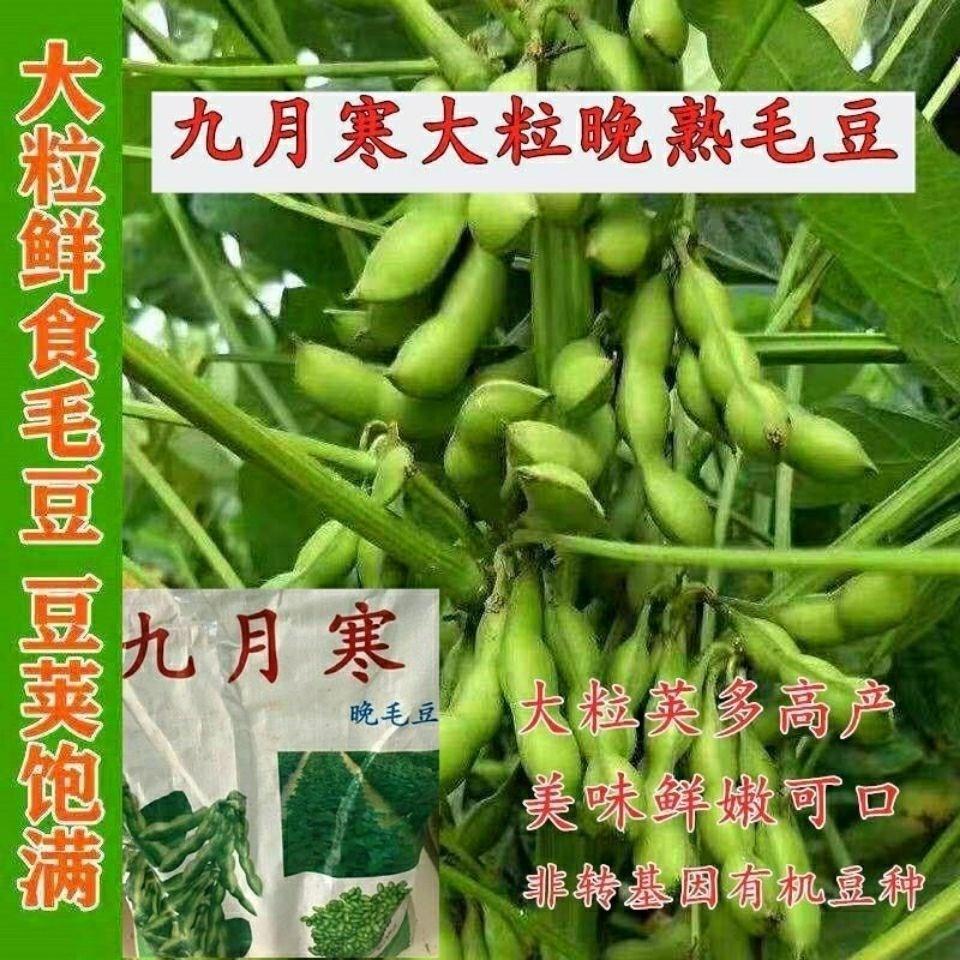 九月寒毛豆种子大粒晚熟