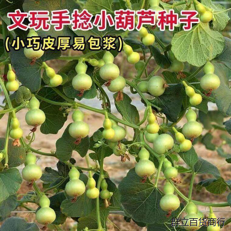 四季盆栽手捻小葫芦种子观赏