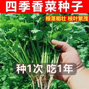 香菜种子四季易种浓香大叶香菜阳台盆栽种籽芫荽菜种大全蔬菜种子
