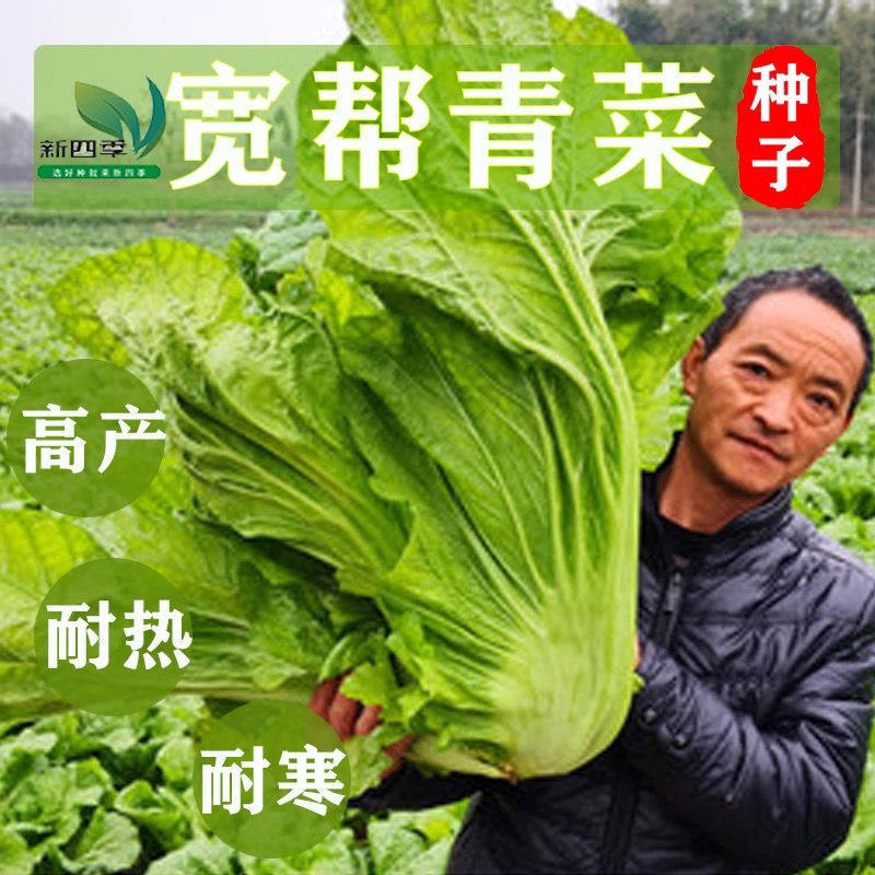 迟青菜籽四川宽帮青菜种子大宽叶宽帮芥菜高产耐寒秋季播蔬菜种子
