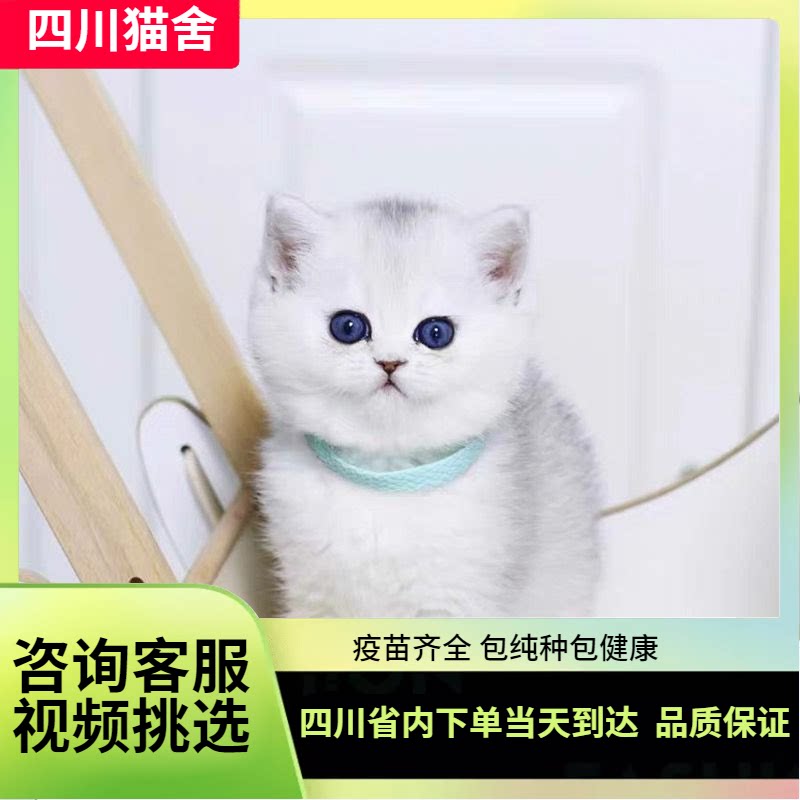 四川猫舍英短银渐层小猫活体宠物猫蓝眼睛银点幼崽可爱英国短毛猫