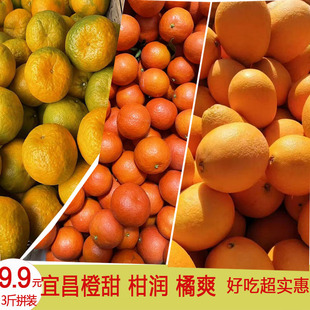 世纪红橘东方红小桔子新鲜蜜桔碰柑宜昌红桔子甜蜜橘当季现摘水果
