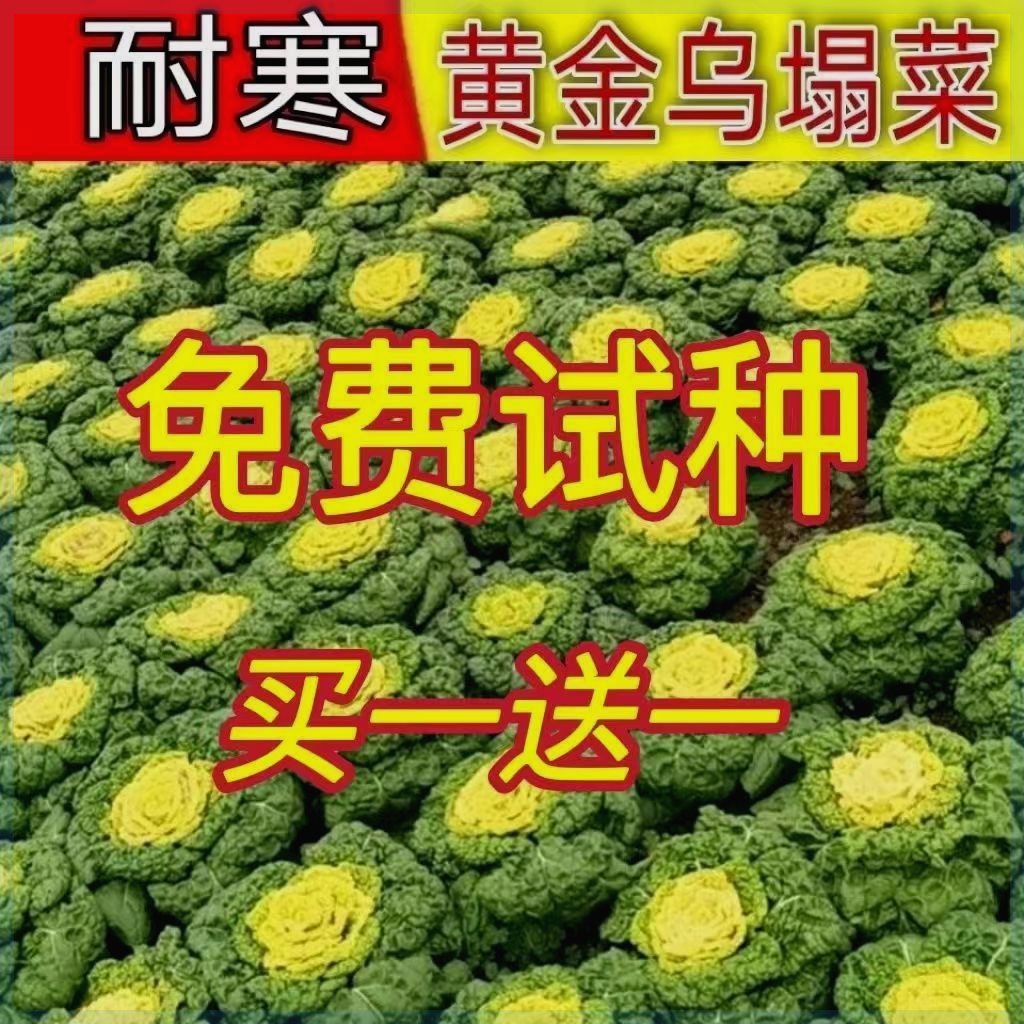 黄心乌塌菜种子耐寒黄心菜种籽菊花心菜籽种易种黄金乌蔬菜种子-封面