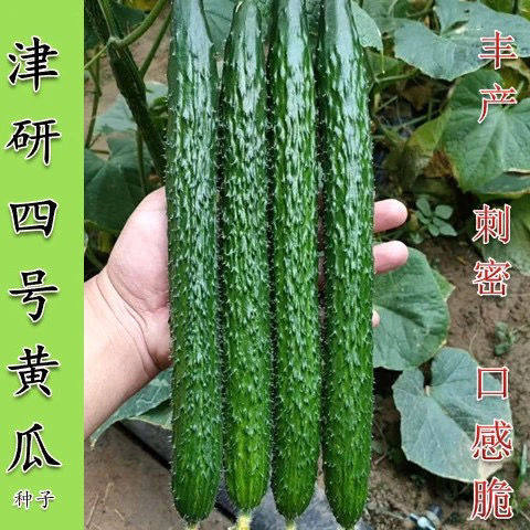 黄瓜种子强雌耐热水黄瓜种籽