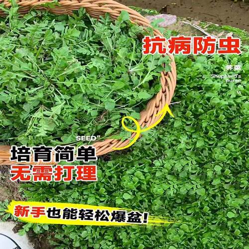 荠荠菜种子农家四季大叶