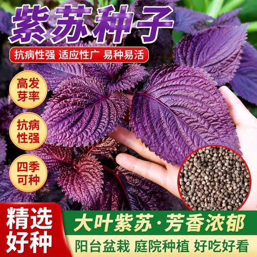 紫苏种子可食用双面红紫苏大叶紫苏种子四季耐热阳台盆栽蔬菜种子
