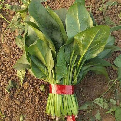 超耐热夏播王菠菜种子种