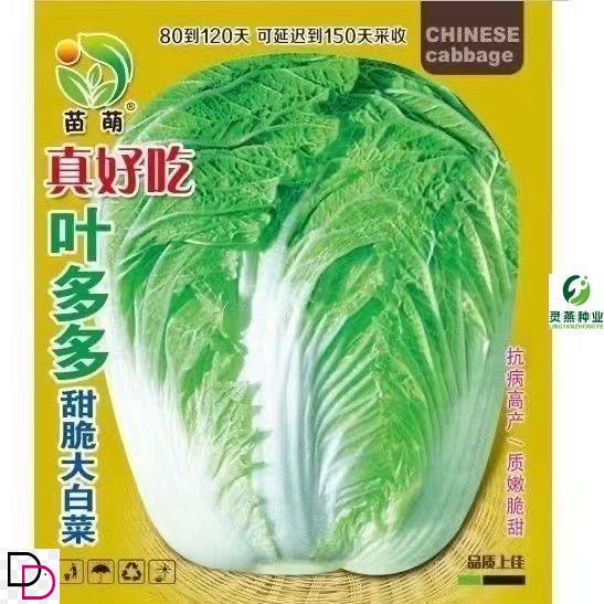 冬储18斤大白菜种子东北图片