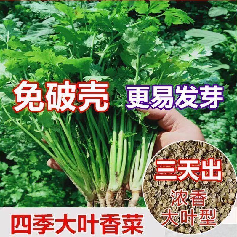 香菜种子四季香菜籽种夏天耐热室内阳台大叶盆栽芫荽苗蔬菜籽大全图片