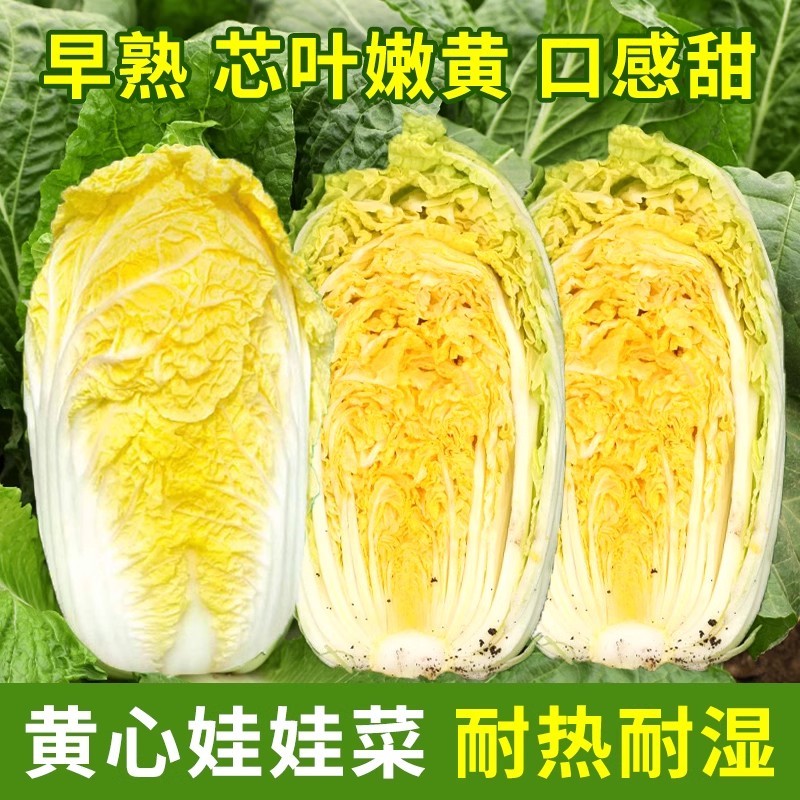 黄金娃娃白菜种子小白菜四季播阳台蔬菜种子农家大田精品蔬菜易种