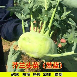 青苤兰种子天津苤蓝大头菜生吃脆甜水果芥兰四季秋冬耐寒甘蓝蔬菜