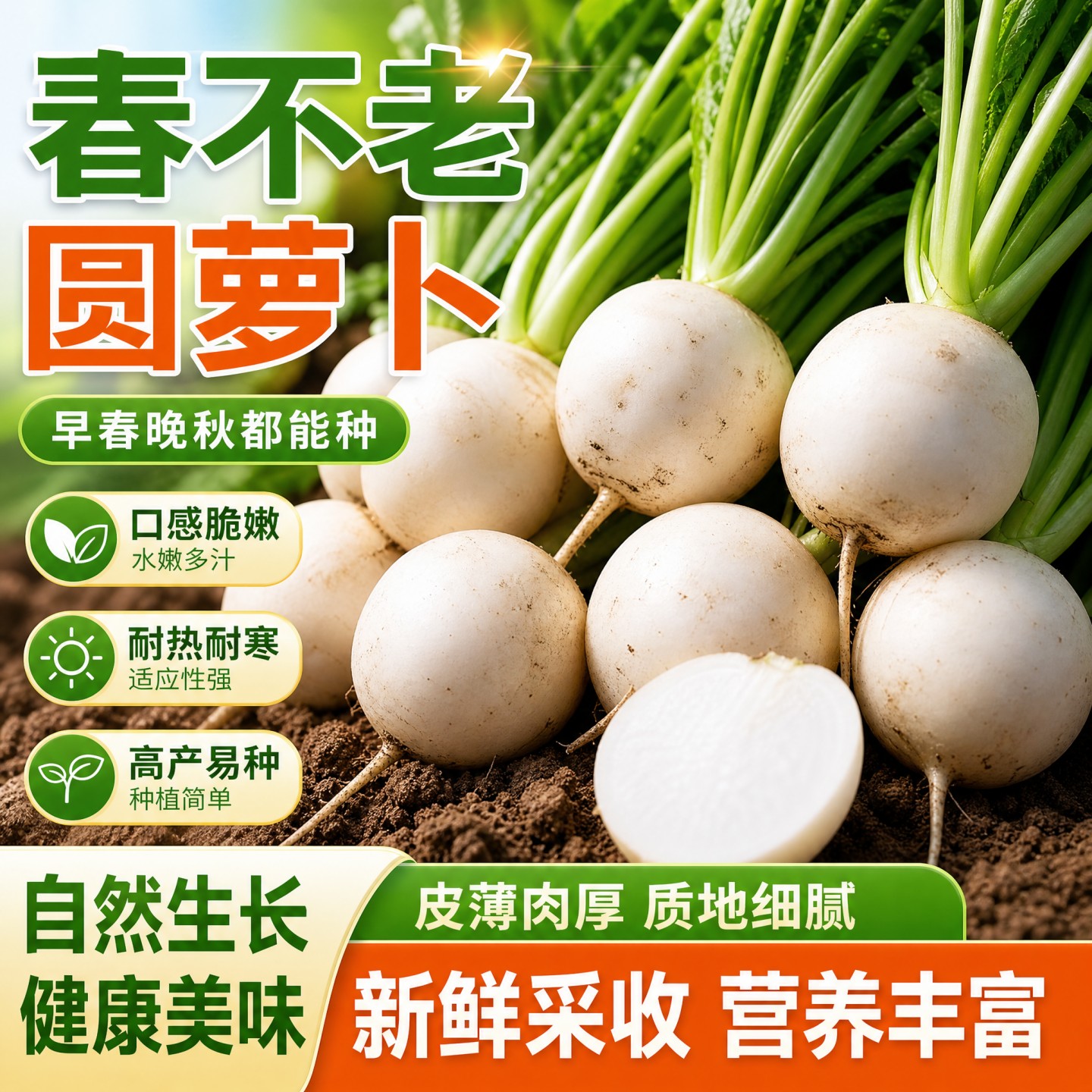 春不老萝卜种子白圆萝卜白皮白肉