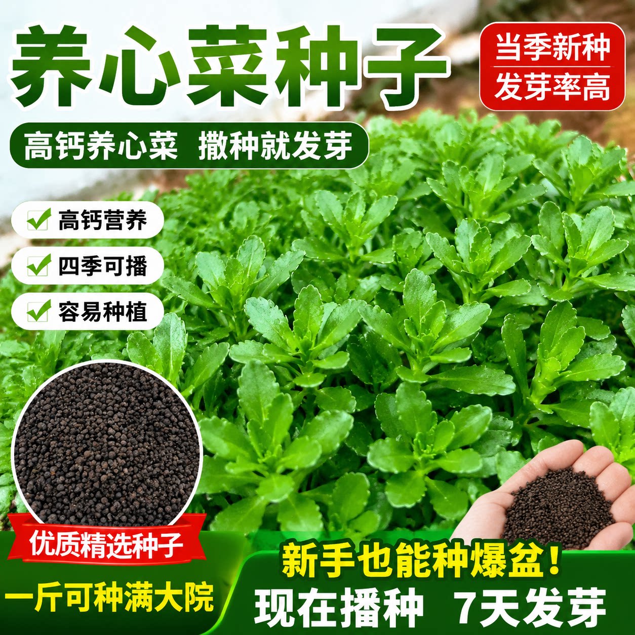 高钙养心菜种子救心菜阳台四季盆栽蔬菜易种高产蔬菜养生菜种籽