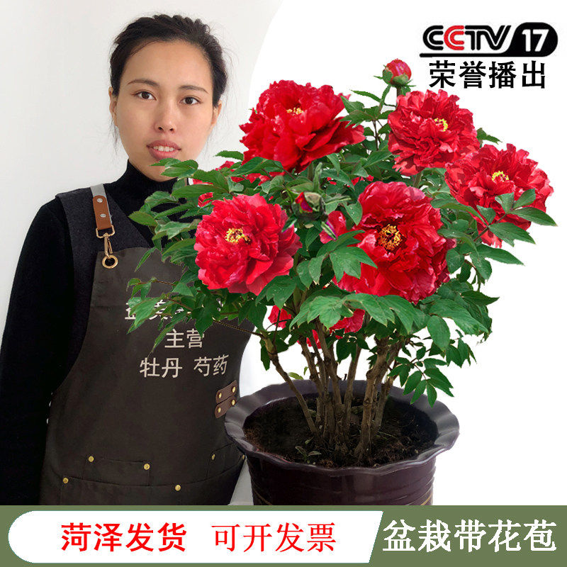 益美恩牡丹木本室内春冬鲜花带花图片