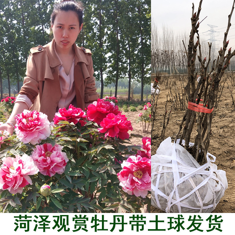 菏泽正宗观赏牡丹花苗树苗老桩大苗庭院盆栽重瓣牡丹带花苞带土球