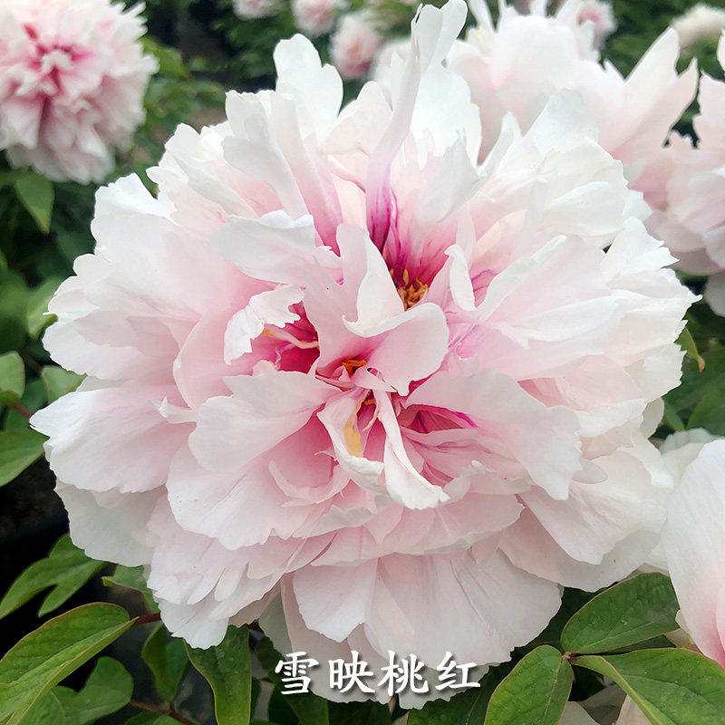 雪映桃花牡丹正宗菏泽观赏牡丹花苗粉色地栽盆栽牡丹益美恩旗舰店