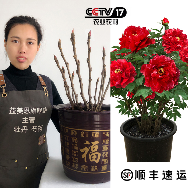 菏泽重瓣四季自然庭院牡丹花苗