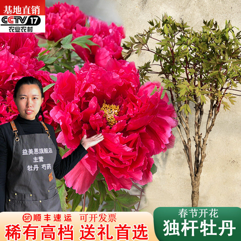 菏泽观赏鲜花牡丹年宵花独杆牡丹花王岛锦黄冠盆栽带花苞送礼