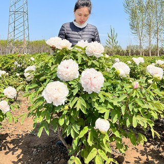 菏泽正宗观赏景玉大棵牡丹花树丛生大牡丹花苗庭院白色带土球牡丹