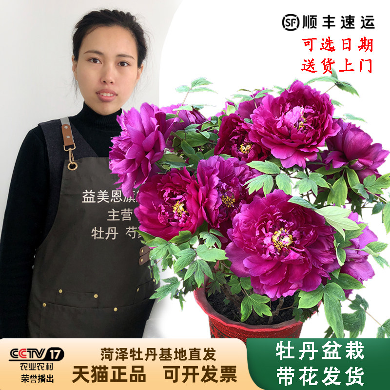 益美恩牡丹木本室内冬季春季观赏图片