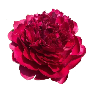 菏泽正宗观赏芍药花苗芍药花根带根块多年生重瓣大花绿植庭院盆栽