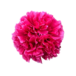 花王牡丹树独杆花王大棵牡丹花王菏泽牡丹花苗大苗正宗观赏牡丹王