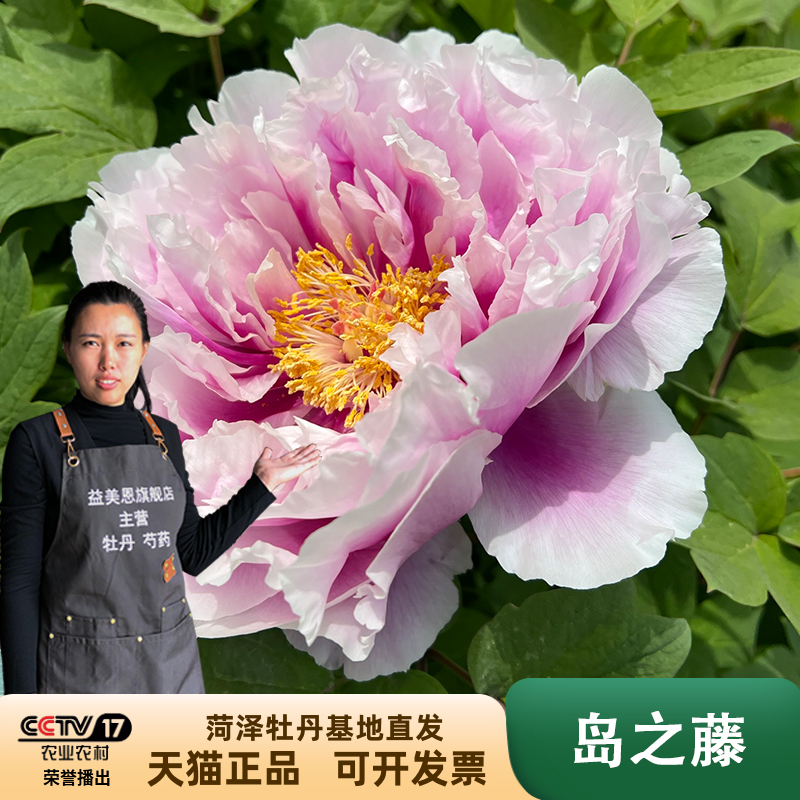 益美恩牡丹木本庭院春季观赏花卉