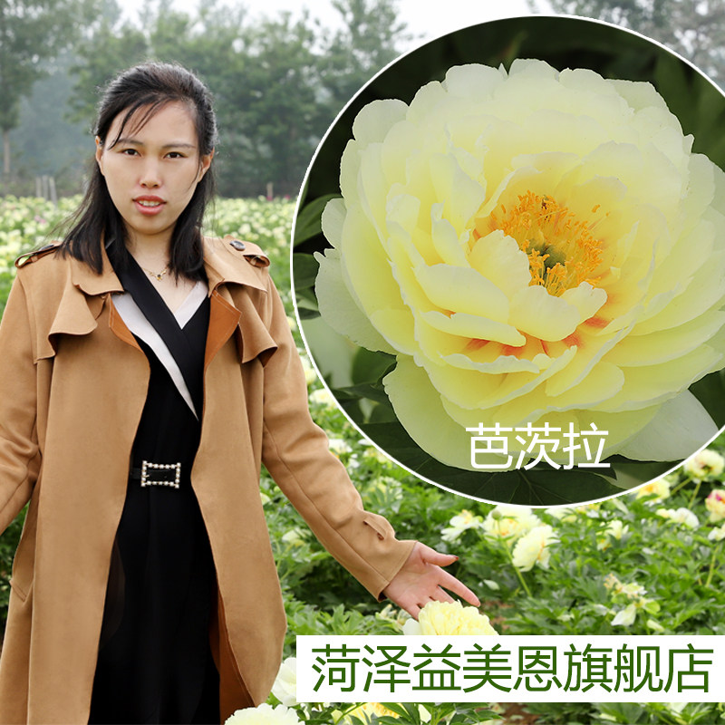 芭茨拉牡丹芍药花进口伊藤正宗重瓣观赏花卉金花姑娘菏泽牡丹花苗