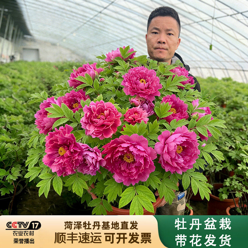菏泽观赏牡丹年宵大盆栽带花苞图片