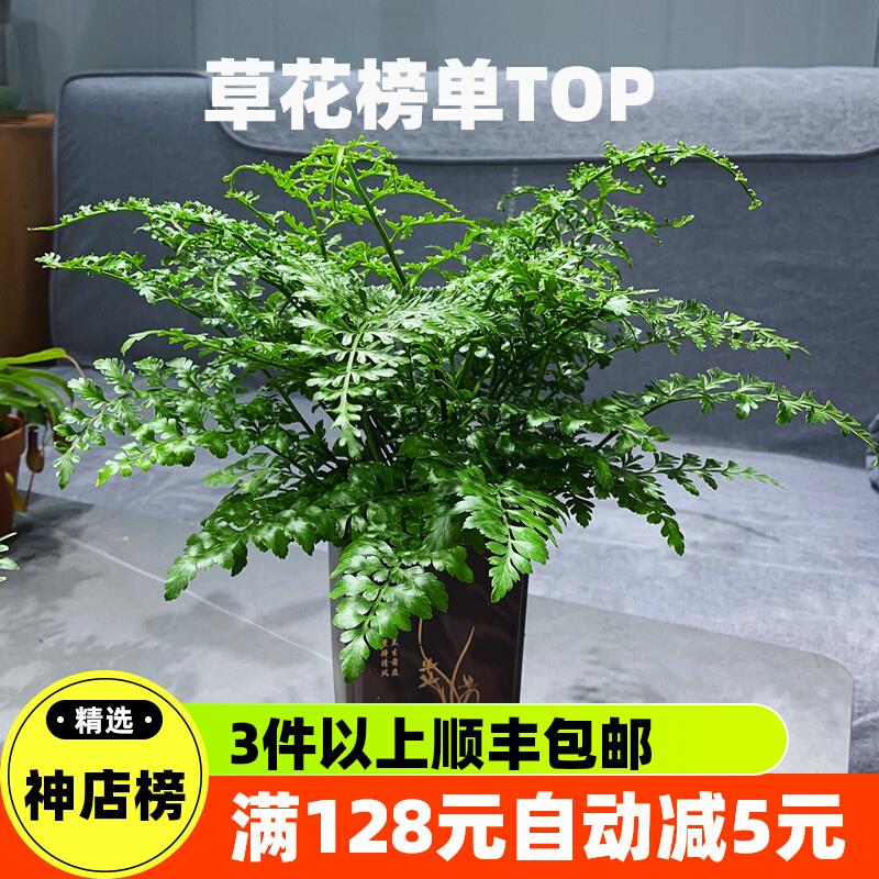 吉姆蕨盆栽霸王蕨波斯顿蕨蕨类植物室内客厅四季常绿网红植物花卉