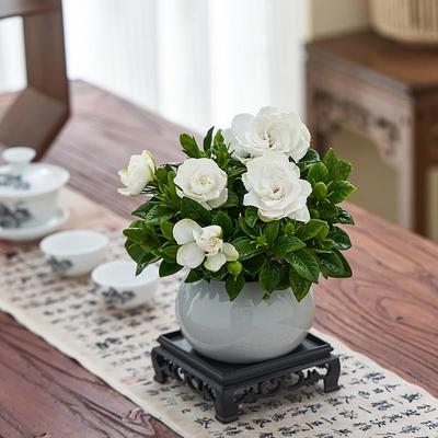 栀子花盆栽花卉绿植阳台室内办公室桌面开花盆景四季好养浓香植物