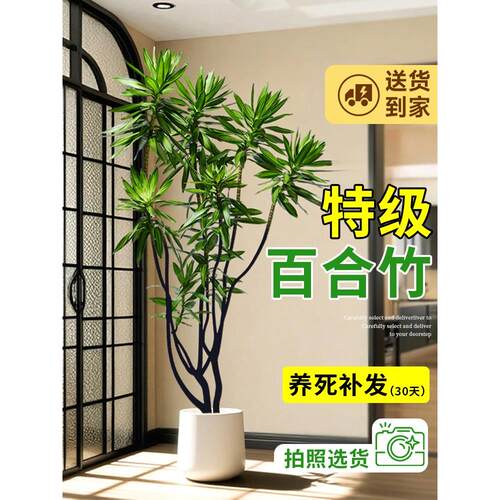 百合竹客厅绿植室内高级感植物老桩造型轻奢好养落地大型旺宅盆栽