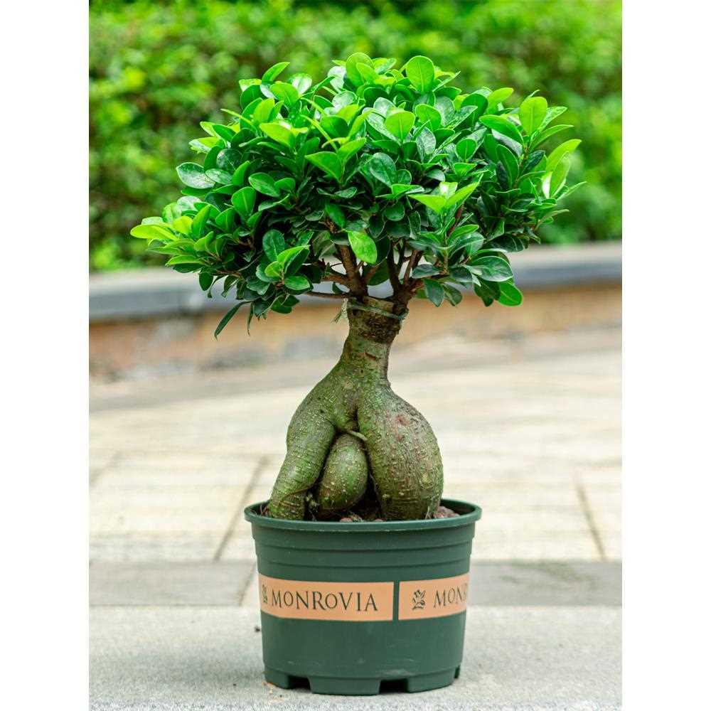 榕树盆栽室内阳台植物造型老桩绿植室外树苗人参榕小叶金钱榕盆景