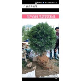 罗汉松球 精品罗汉松球 盆栽庭院常绿植物 树冠60-1.7米 包邮