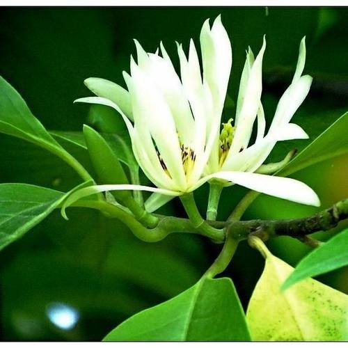 白兰花树素材模板 白兰花树图片下载 小麦优选