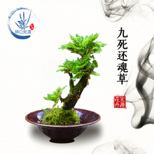 卷柏九死还魂草假山组合吸水石菖蒲桌面花卉植物微型盆景盆栽兰花