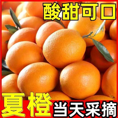 广西夏橙新鲜水果树熟果金黄皮薄