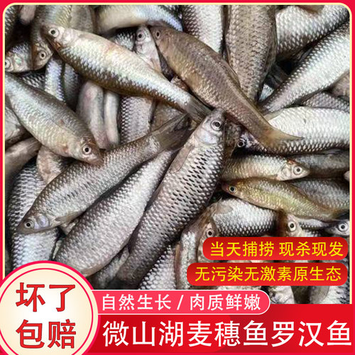 【原生态麦穗鱼】淡水罗汉鱼顺丰