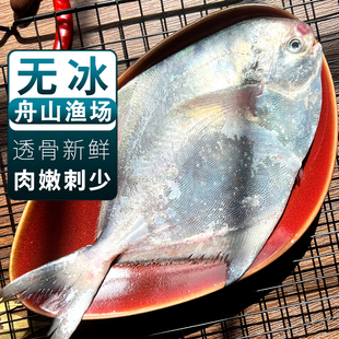 银鲳鱼新鲜冷冻象山海捕鲜活鲳鱼昌鱼白鱼平鱼鳊鱼海鲜水产非金鲳