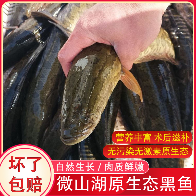 【现杀黑鱼】新鲜微山湖原生态
