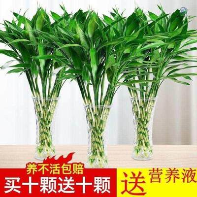 富贵竹植物观音竹水培转运竹水养带根客厅绿植招财室内花竹子盆栽